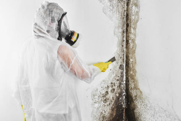 Best Local Mold Removal Service  in Fayette, AL