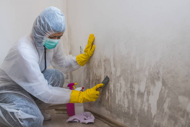 Best Toxic Mold Removal  in Fayette, AL