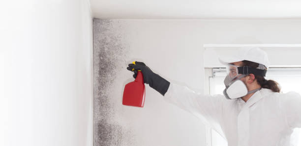 Best Crawl Space Mold Removal  in Fayette, AL