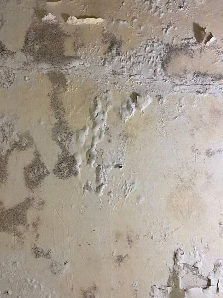 Best Mold Damage Repair  in Fayette, AL